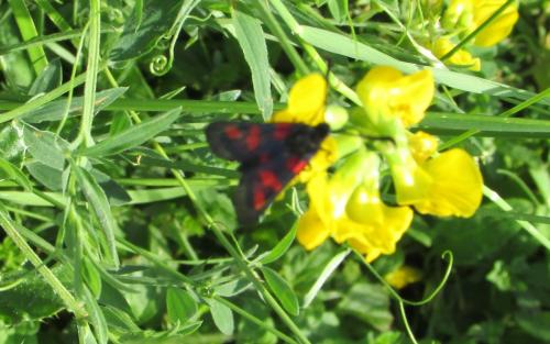 Zygaena trifolii